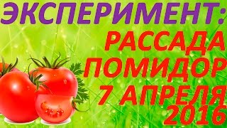 Рассада помидор - эксперимент в стаканчиках и пеленках. Обзор рассады томатов на 7 апреля 2016(Рассада помидор - эксперимент по пикировке рассады в стаканчики и пеленки. Обзор рассады томатов на 7 апреля..., 2016-04-09T15:00:01.000Z)