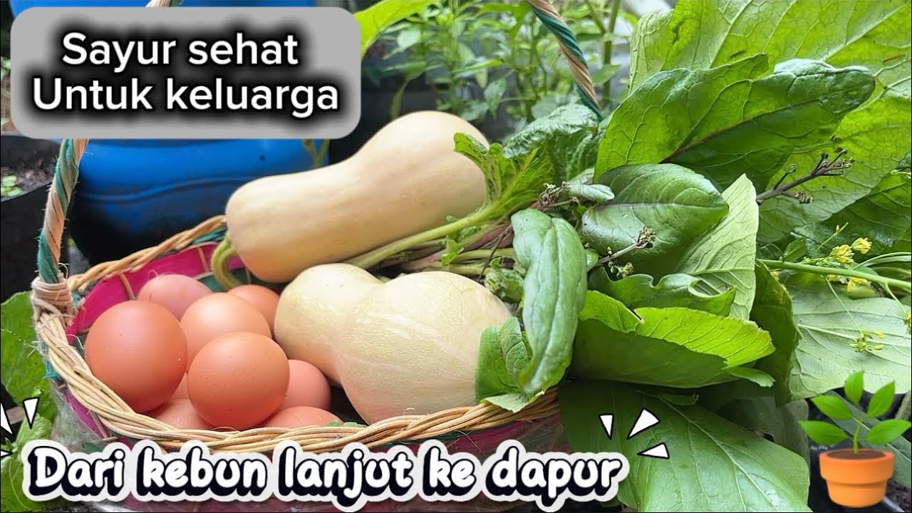 Sayur sehat untuk keluarga/Dari kebun lanjut ke dapur #aktivitasdiladangberkebun 