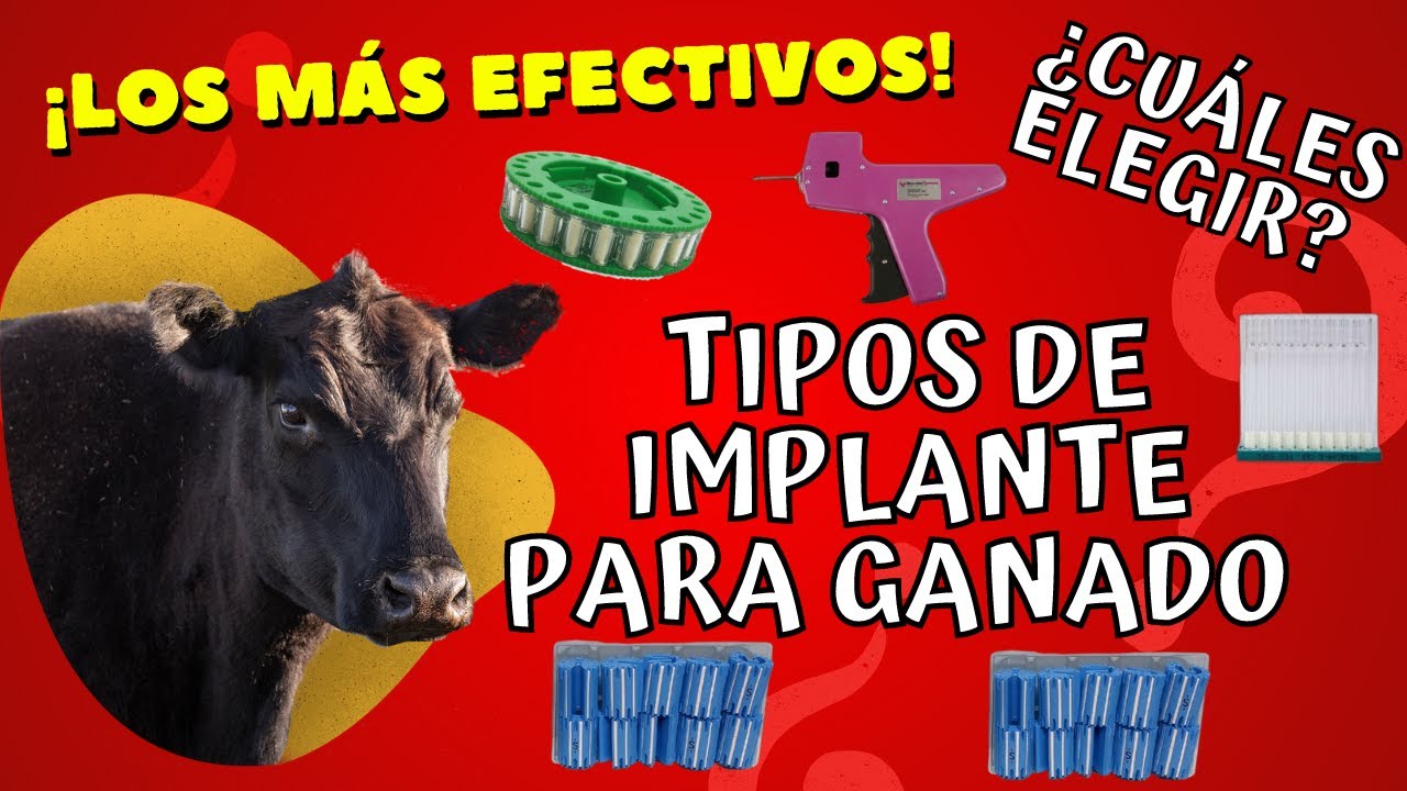 TIPOS DE IMPLANTES PARA GANADO DE ENGORDA / ¡LOS MAS EFECTIVOS! - YouTube