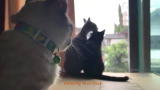 Parodi Status WA Korban Janji by. guyon waton