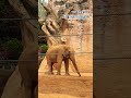 서울어린이대공원 코끼리 #어린이대공원 #코끼리 #어린이날