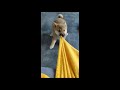 Shiba inu puppy in action 2