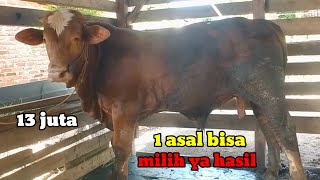 Pelihara 5 bulan aja kira nya udah di lirik di jual#