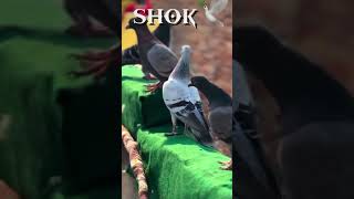 fancy# pigeon# key# viral# video#👈🥶🫣🥰❤️‍🩹