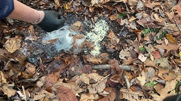 Mustard Powder Method for Asian Jumping Worms