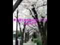 夢の通り道を僕は歩いている 中島みゆき 原キー 歌ってみた 概要欄 歌詞 #夢の通り道を僕は歩いている #中島みゆき #原キー #歌ってみた #人気 #急上昇 #糸 #時代 #地上の星 #夜会#北海道