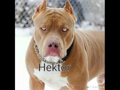 Pitbul isimleri#2