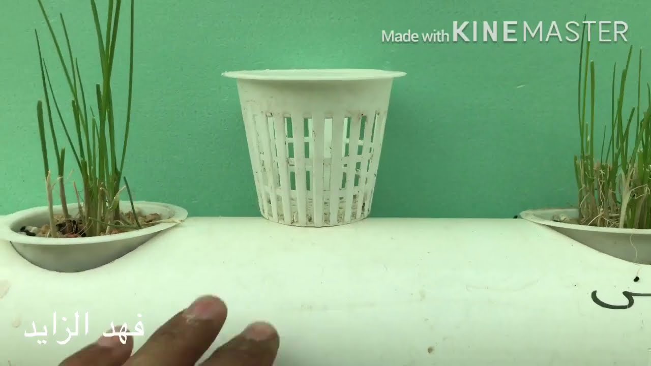 كيف تتجنب تعفن الجذور في الأنابيب الزراعة المائية