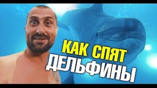 Мой друг Каспер. Как спят дельфины? Дельфины опасные? Купание и Дайвинг с дельфинами на Пхукете