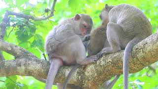 Young Pippa Pepper Climb Tree To Sit With Mama Piper