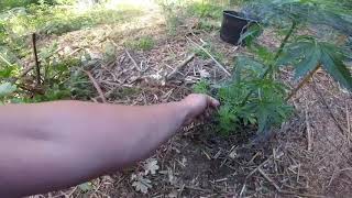 UK GUERRILLA GROW 2020 BIGGEST