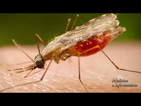 Malaria, Tetano, chikungunya: quale la giusta profilassi?