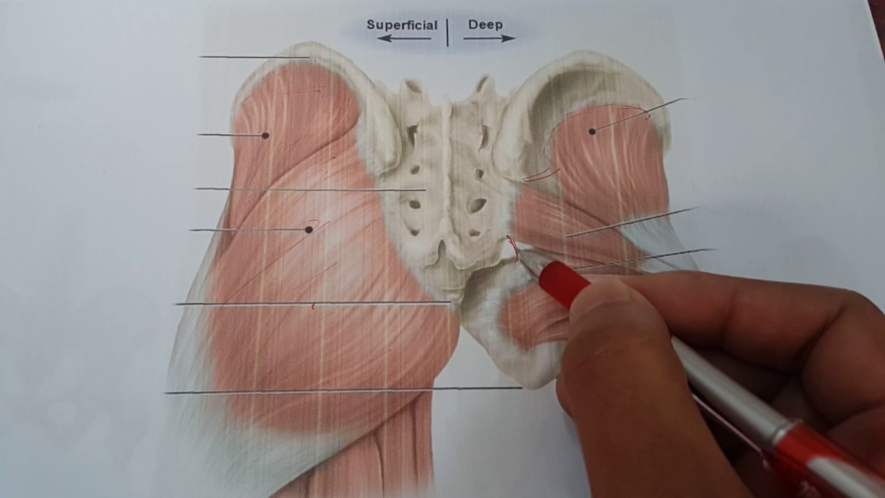 gluteal region youtube gluteal region