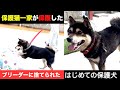 ブリーダーに捨てられたか?!初めての保護犬