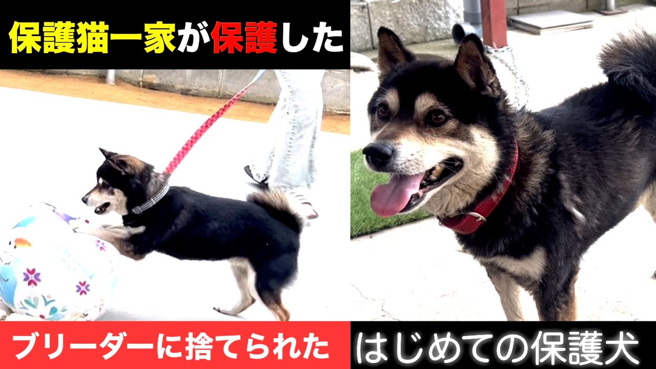 ブリーダーに捨てられたか?!初めての保護犬