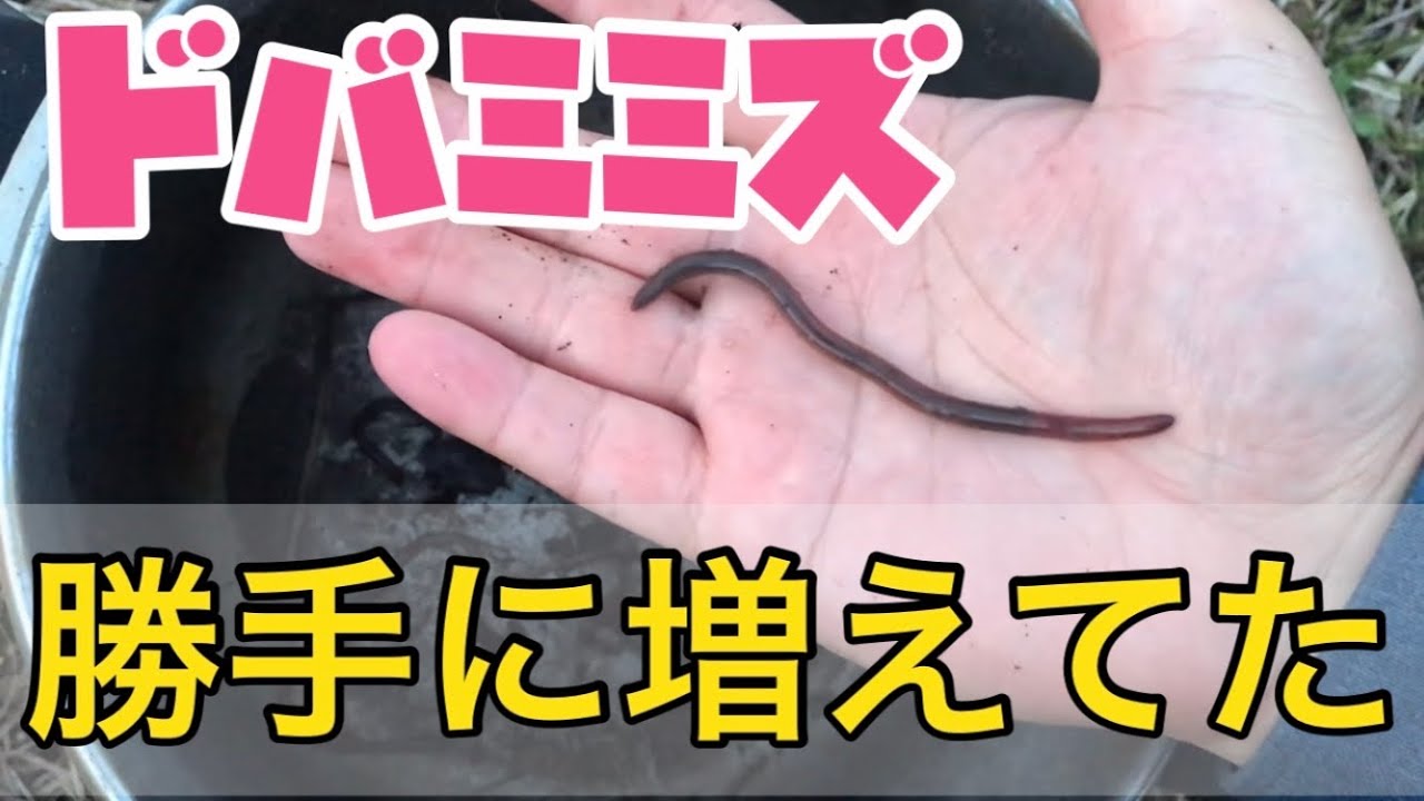 庭に草積んでたらドバミミズが勝手に増えてた 養殖場を作った意味が 笑 Youtube