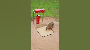 Best Easy Bird Trap Technique - Quail Trap #simple bird trap #shorts #technique