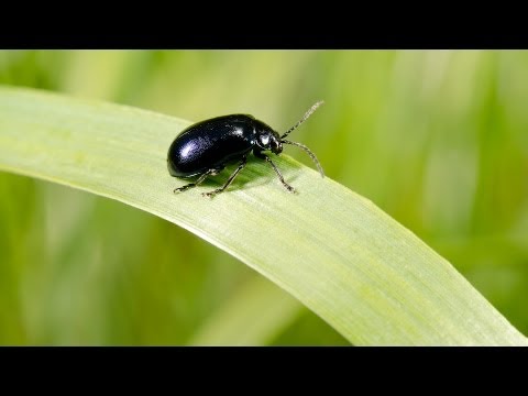 Video: Ako sa starať o husi a húsenice - Prírodné ekologické kosačky na trávu