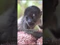 This Baby Monkey Didn't Make It