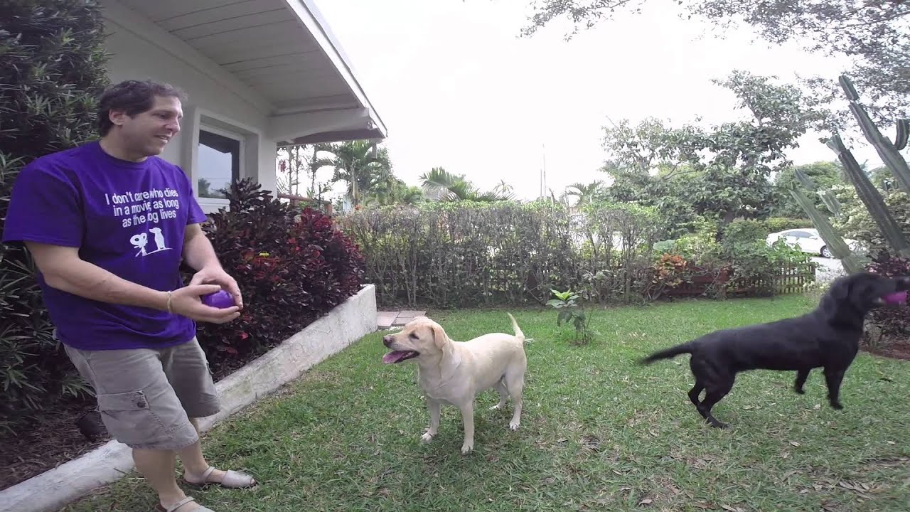 kong squeezz crackle ball