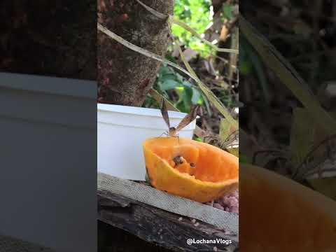 Butterfly Eating A Papaya For Breakfast 