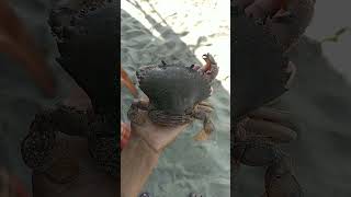Live crab on my Hand at Saint Martin 02 December 2020 |TaniaToTasafi