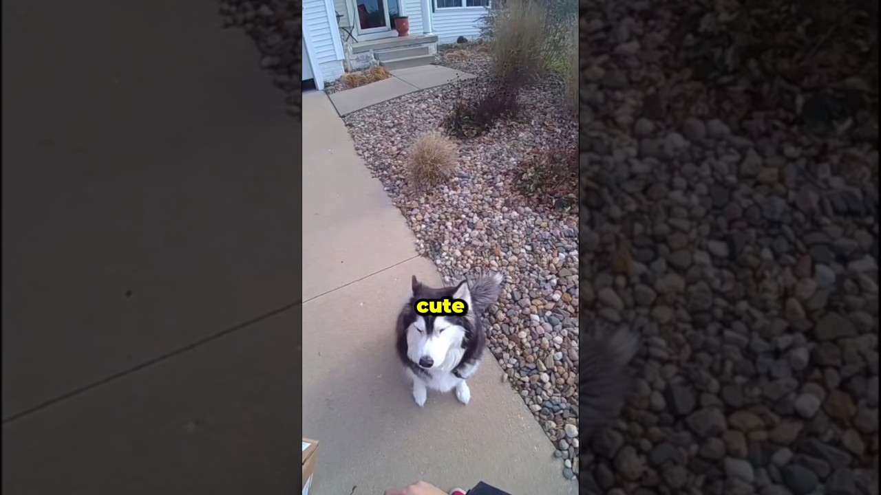 Cutest interaction between deliveryman and husky 