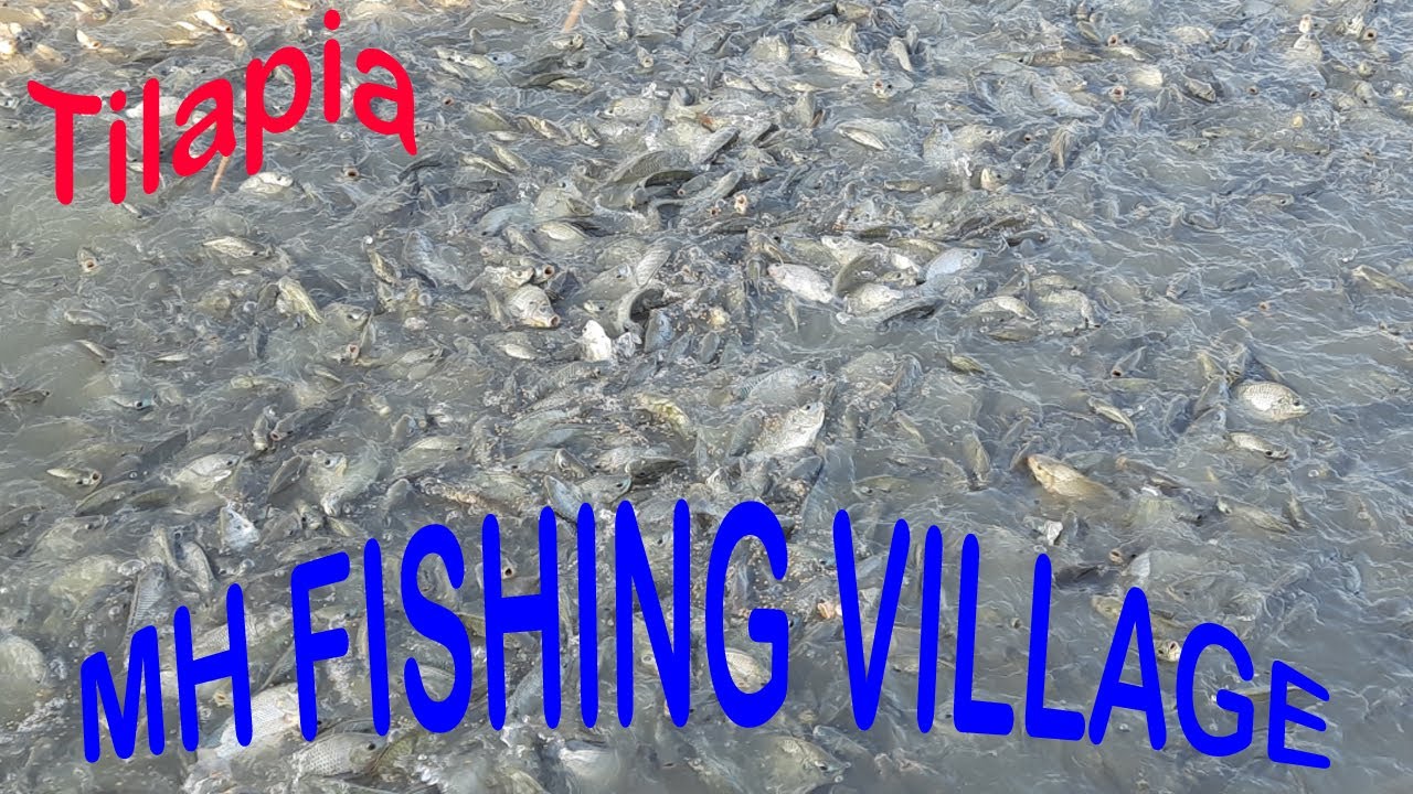 Tilapia Pond Fish Feeding How To Feed Tilapia Fish Monosex Tilapia tilapia-pond-fish-feeding-how-to-feed-tilapia-fish-monosex-tilapia
