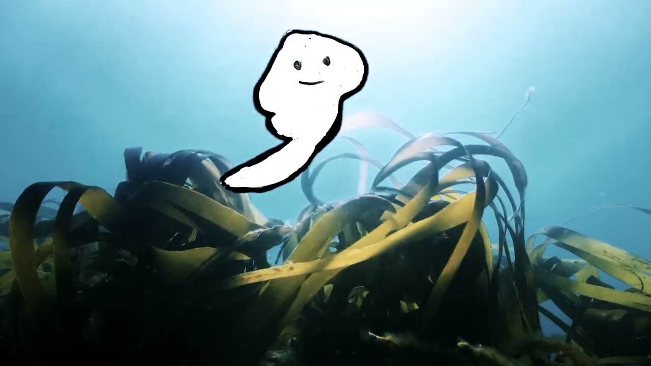 The Amazing World of Kelp