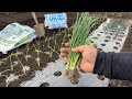 10月に玉ねぎを植えたら失敗する原因　植え付け時期に要注意！【土作り〜畝作り〜苗の植え方】　22/10/14