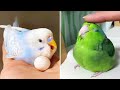 Baby Animals 🔴 Funny Parrots and Cute Birds Compilation (2021) Loros Adorables Recopilación #47