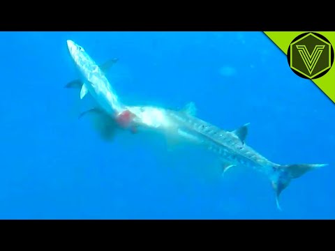 Video: Heeft een barracuda ooit iemand vermoord?