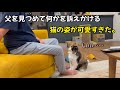 何かを訴えかける猫の眼差しの圧が凄かった