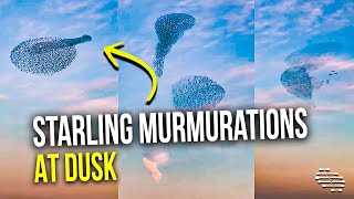 Starling Murmurations Flying At Dusk Throughout Winter Atmosphere