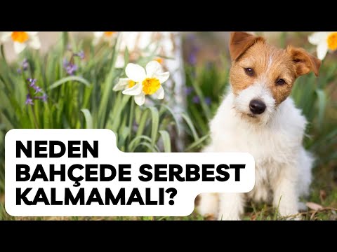 Video: Köpeğimi Bahçede Yalnız Bırakmak Tamam mı?