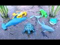 find sea animals in rice fields, crabs, gecko, sea fish, octopus, squid, clown fish - Part117