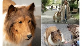 The Man Spent $20K To Transform Himself Into Border Collie Takes First Steps #wildlife