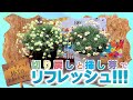 【木質化したらどうするの?】翌年に向けてマーガレットの切り戻しと挿し芽で株をリフレッシュさせよう!