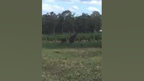 Kangaroo ở công viên Australia rất dễ thương