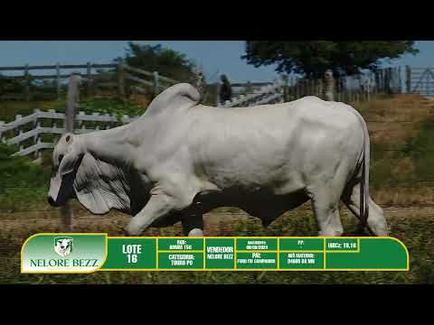 LOTE 16   BOMM 150 - Nelore BEZZ