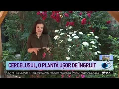 Video: Iernarea fuchsias: Cum să ierni plantele fuchsia în casa ta