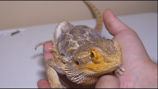 COCCIDIA THE SILENT BEARDED DRAGON KILLER | HOW TO PREVENT IT