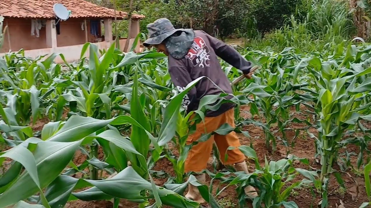 DIA DE TRABALHO NA ROÇA, PLANTANDO MANIVA, CANA E CAPINANDO O MILHO ...