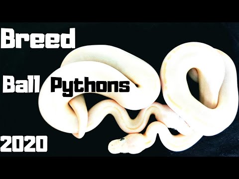 How To Breed Ball Pythons 2020.. Start To Finish