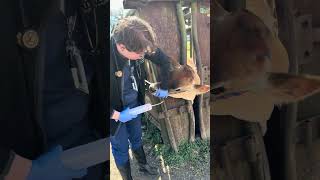 Penn Foster EXT2 Ruminant Dose Syringe