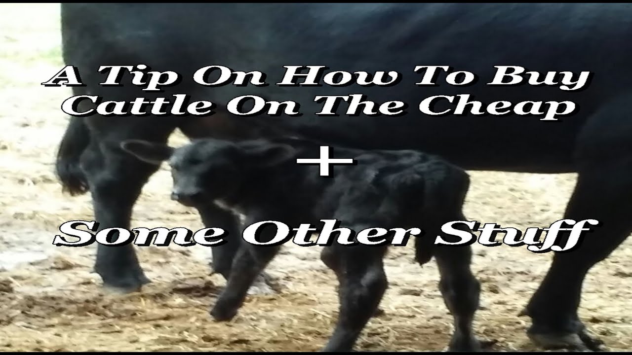 Buying Cows On The Cheap