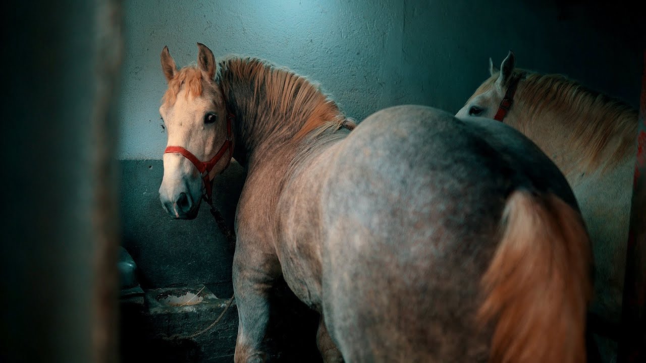 Sima Simić iz sela Popučke kod Valjeva ima najveće konje šampione na Balkanu || POREZNIK GAVRO