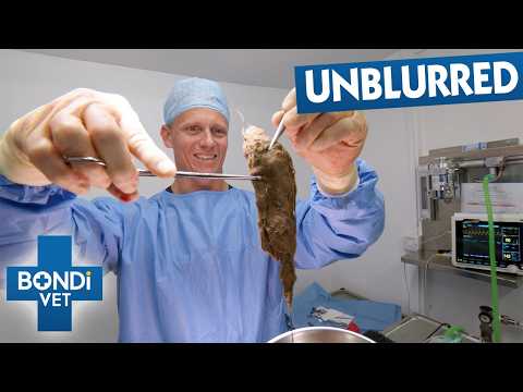 UNBLURRED: The Most Disgusting Pet Cases Ever Treated | Bondi Vet