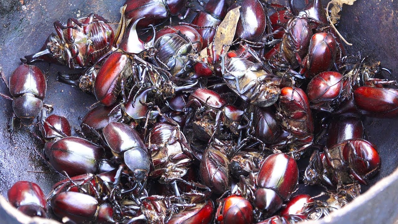 Catching Wild Beetles and Technique Cooking Prepared By Primitive Culture