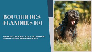 ❤Bouvier Des Flandres 101: Majestic Guardians of the Pastoral Realm